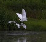 Egret Fight in the Marsh&nbsp;Pond