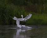 Egret Fight in the Marsh&nbsp;Pond