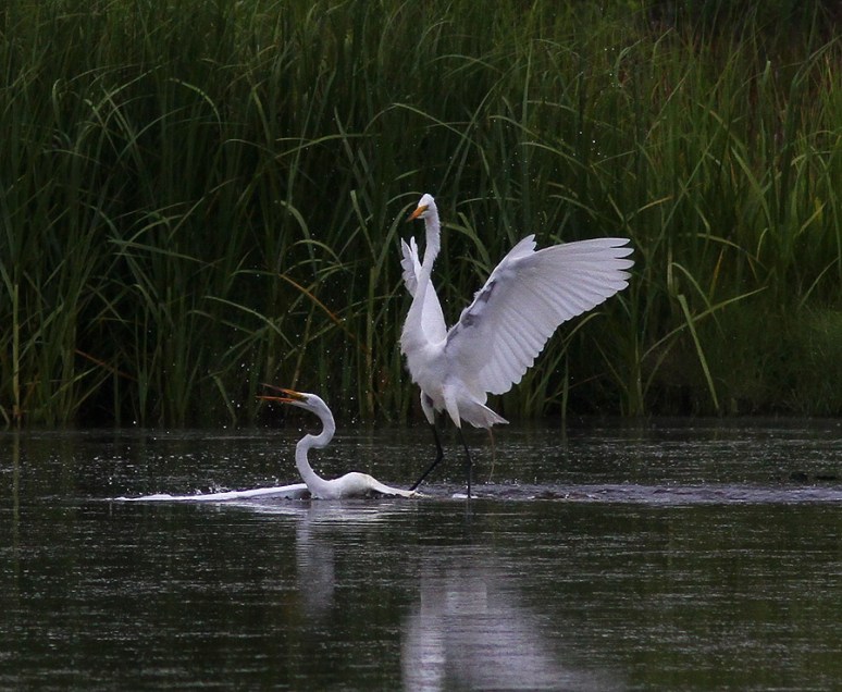 Egret Fight in the Marsh Pond 