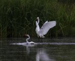 Egret Fight in the Marsh&nbsp;Pond