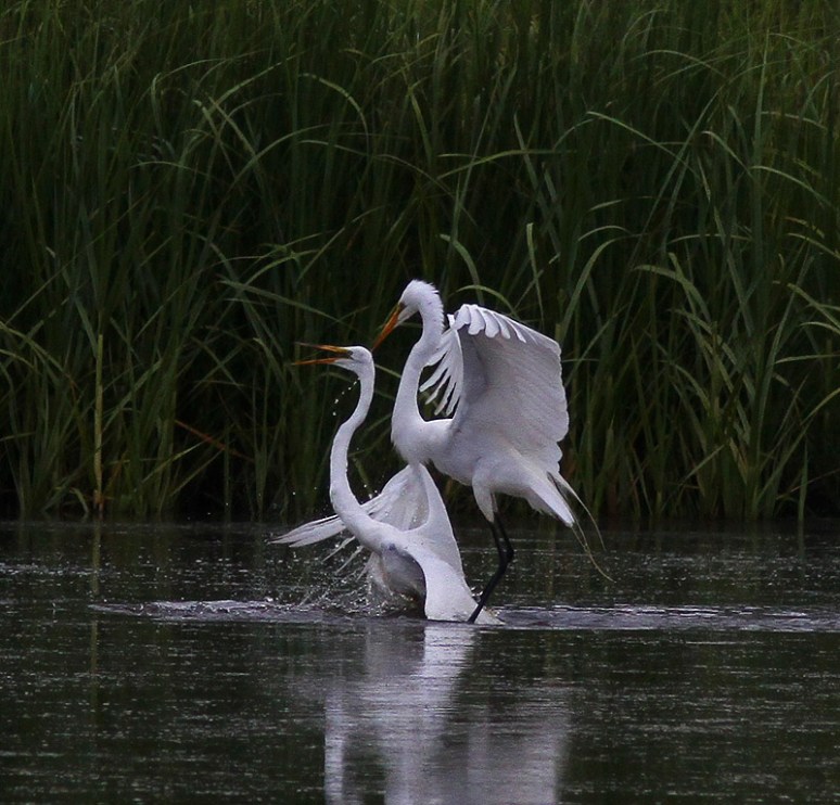 Egret Fight in the Marsh Pond 
