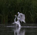 Egret Fight in the Marsh&nbsp;Pond