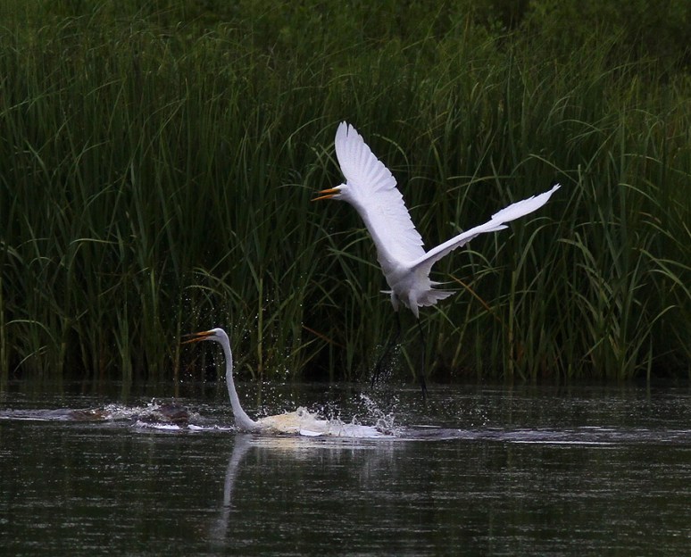 Egret Fight in the Marsh Pond 