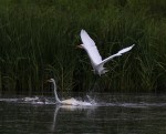 Egret Fight in the Marsh&nbsp;Pond