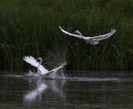 Egret Fight in the Marsh&nbsp;Pond