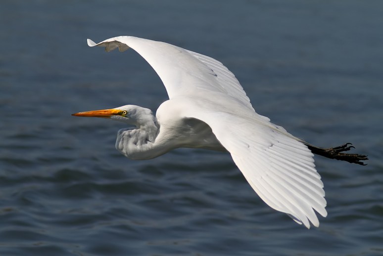 Egret Flight