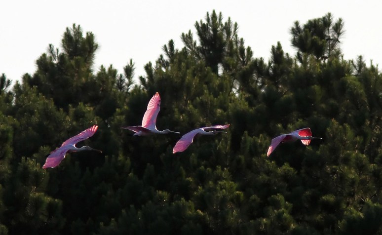 Four June Spoonbills 