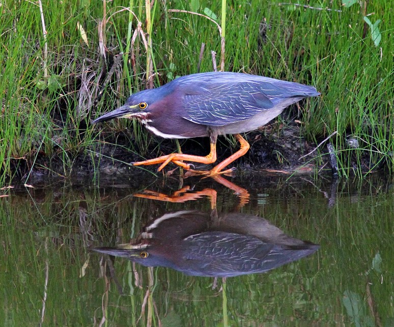 Green Heron Fishing in the Marsh 