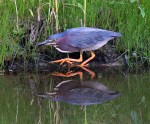 Green Heron Fishing in the&nbsp;Marsh
