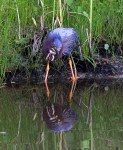 Green Heron Fishing in the&nbsp;Marsh