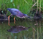 Green Heron Fishing in the&nbsp;Marsh