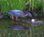 Green Heron Fishing in the&nbsp;Marsh