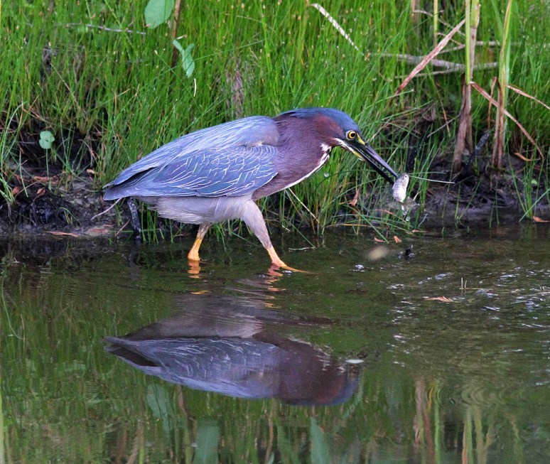 Green Heron Fishing in the Marsh 