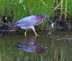 Green Heron Fishing in the&nbsp;Marsh