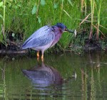 Green Heron Fishing in the&nbsp;Marsh