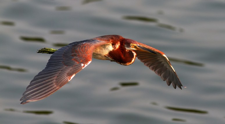 Juvi Tricolored Flight
