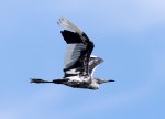 Little Blue Heron&nbsp;Flights