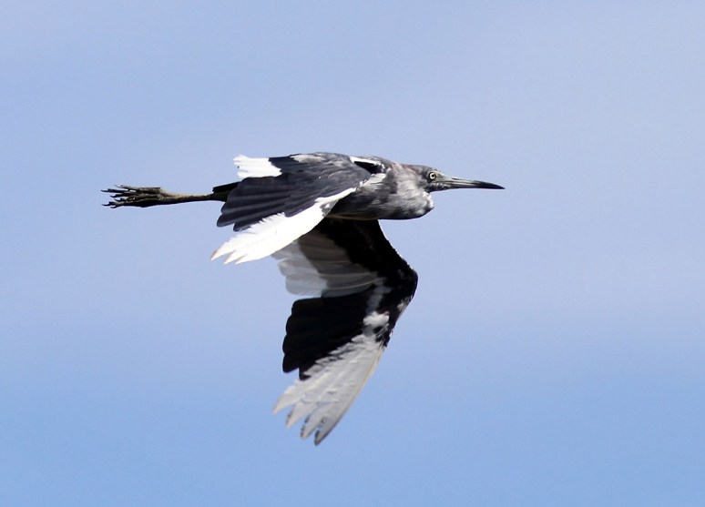 Little Blue Heron Flights