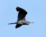 Little Blue Heron&nbsp;Flights