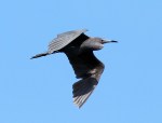 Little Blue Heron&nbsp;Flights