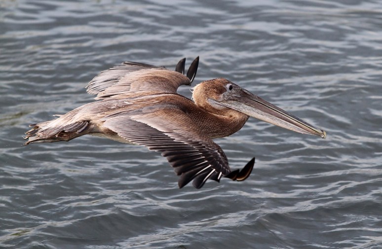 Pelican Fly and Pose 