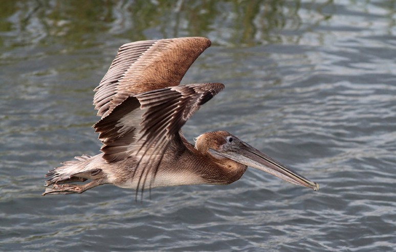 Pelican Fly and Pose 