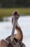 Pelican Fly and&nbsp;Pose
