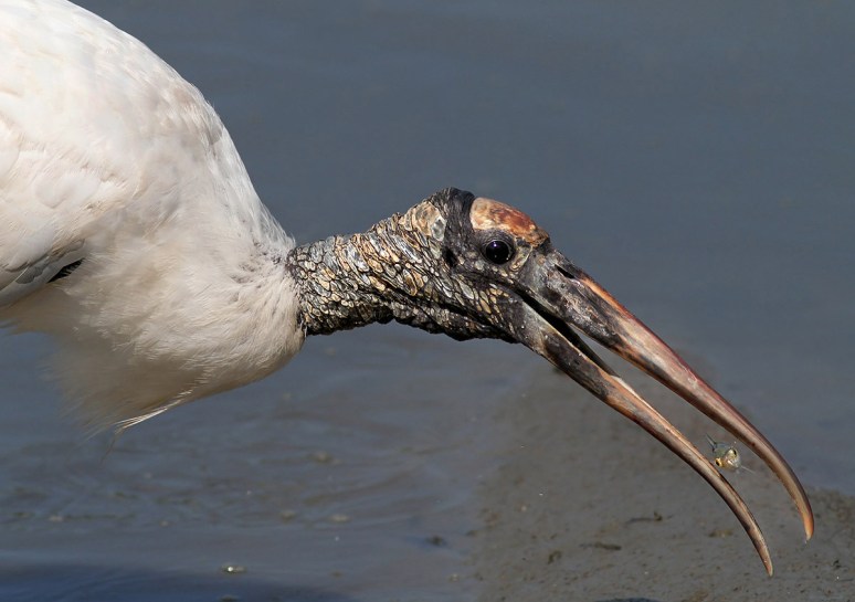 Small Snack For Woody