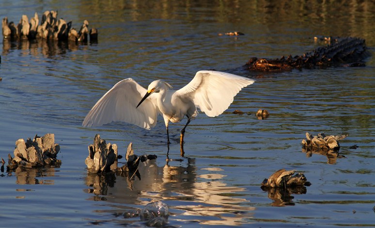 Snowy and Alligator in Salt Marsh 