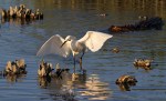 Snowy and Alligator in Salt&nbsp;Marsh