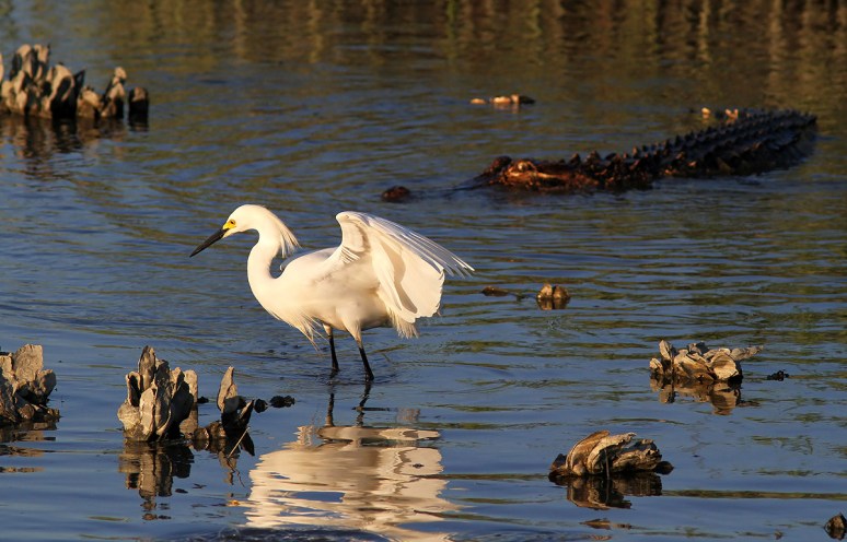 Snowy and Alligator in Salt Marsh 