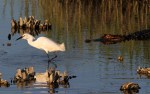 Snowy and Alligator in Salt&nbsp;Marsh