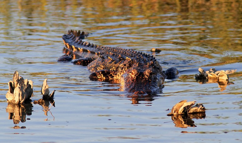 Snowy and Alligator in Salt Marsh 