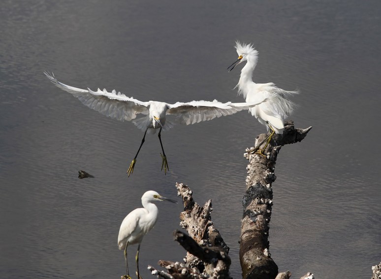 Three Egrets on a Stump 