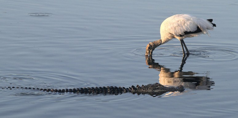 Woody and His Friend