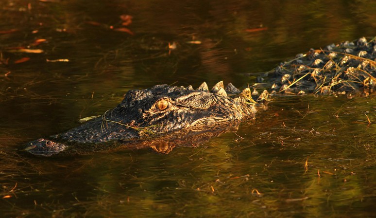 Alligator Bangs Head Into Water 