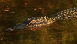 Alligator Bangs Head Into&nbsp;Water