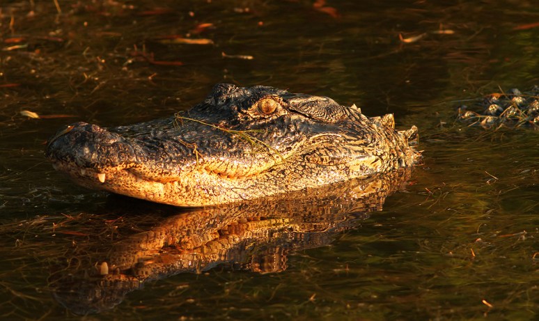 Alligator Bangs Head Into Water 