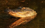 Alligator Bangs Head Into&nbsp;Water