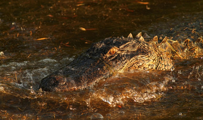 Alligator Bangs Head Into Water 
