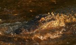 Alligator Bangs Head Into&nbsp;Water