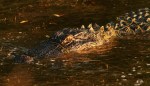 Alligator Bangs Head Into&nbsp;Water