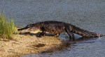Alligator Climbing Up On Gator&nbsp;Island