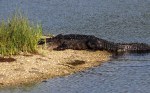 Alligator Climbing Up On Gator&nbsp;Island