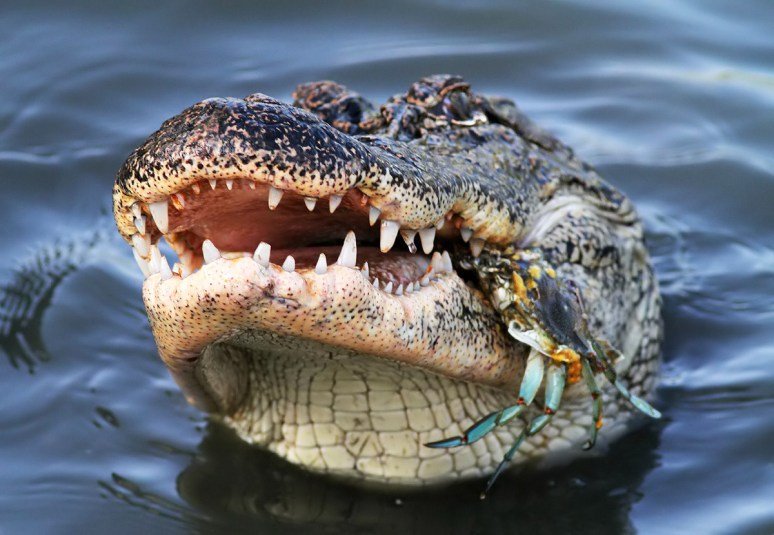 Alligator Crunching a Crab