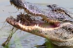 Alligator Feeding at the Edge of the&nbsp;Marsh