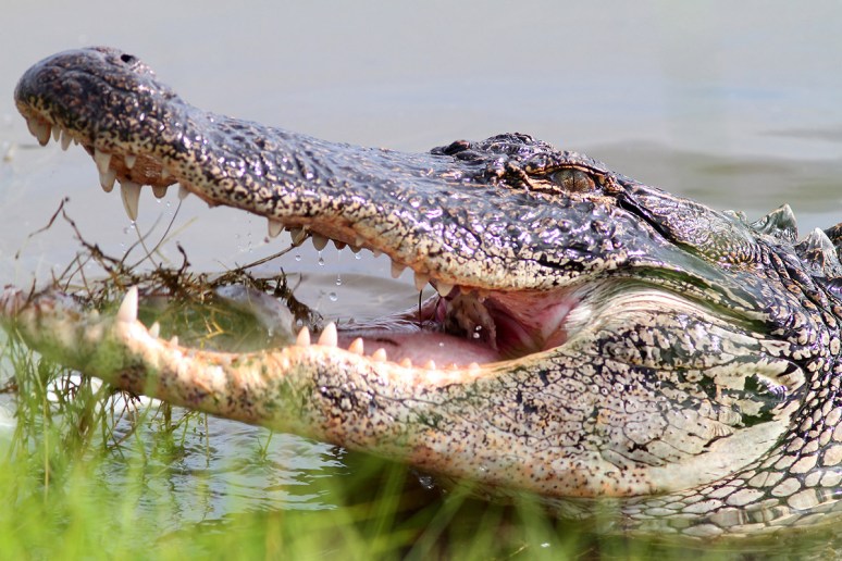 Alligator Feeding at the Edge of the Marsh 