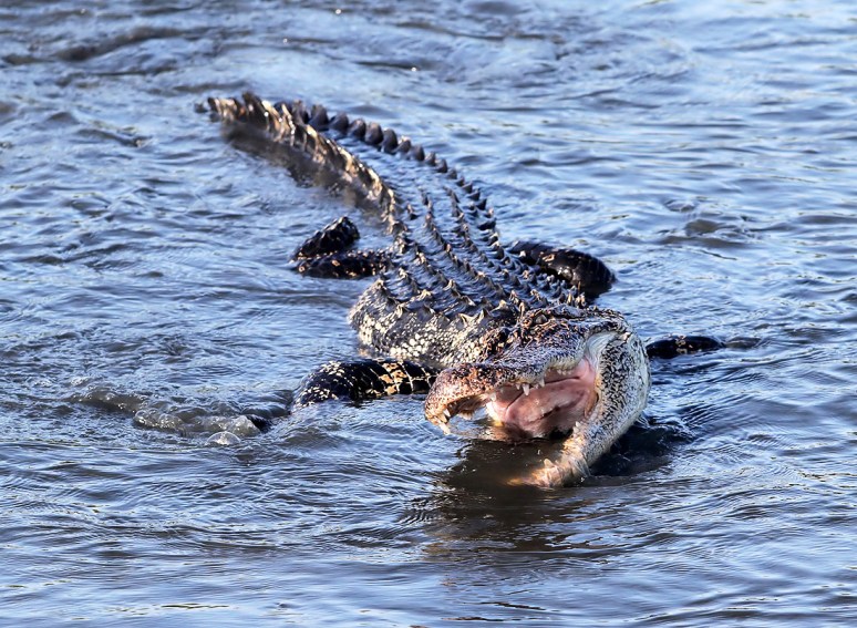 Alligator Feeding in the Salt Marsh 