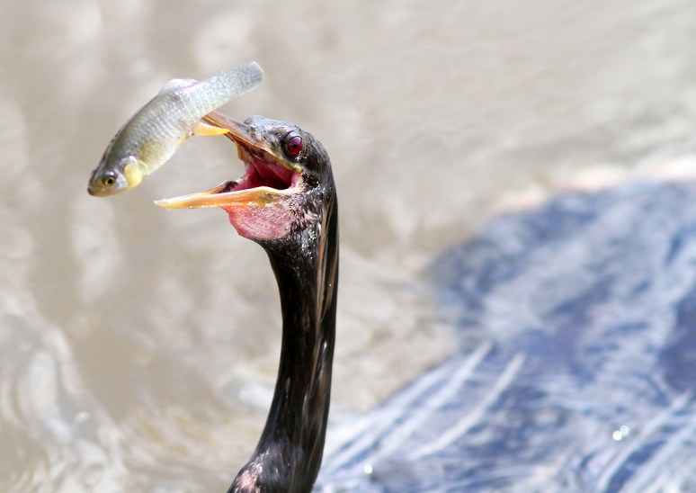 Anhinga Flipping Fish in the Marsh Pond 