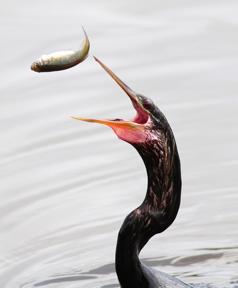 Anhinga Flipping Fish in the Marsh Pond 